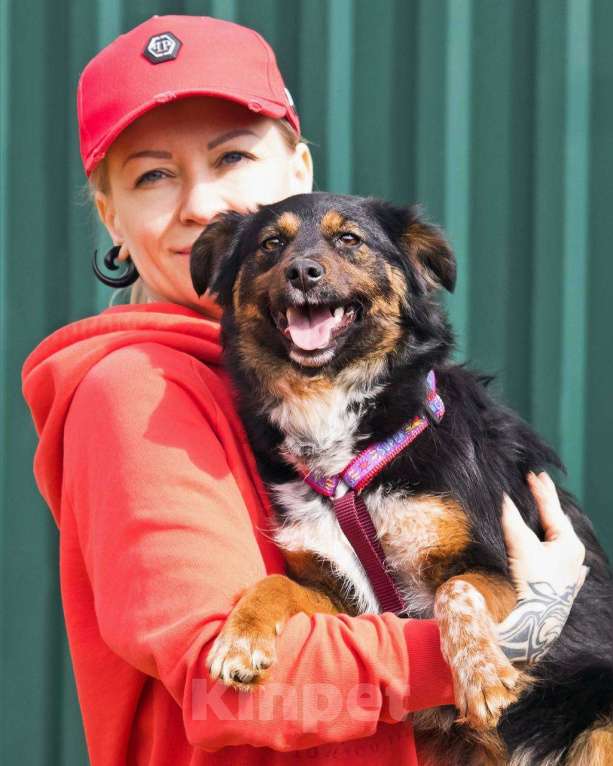 Собаки в других городах Московской области: Юная небольшая Марли ищет дом Девочка, Бесплатно - фото 3
