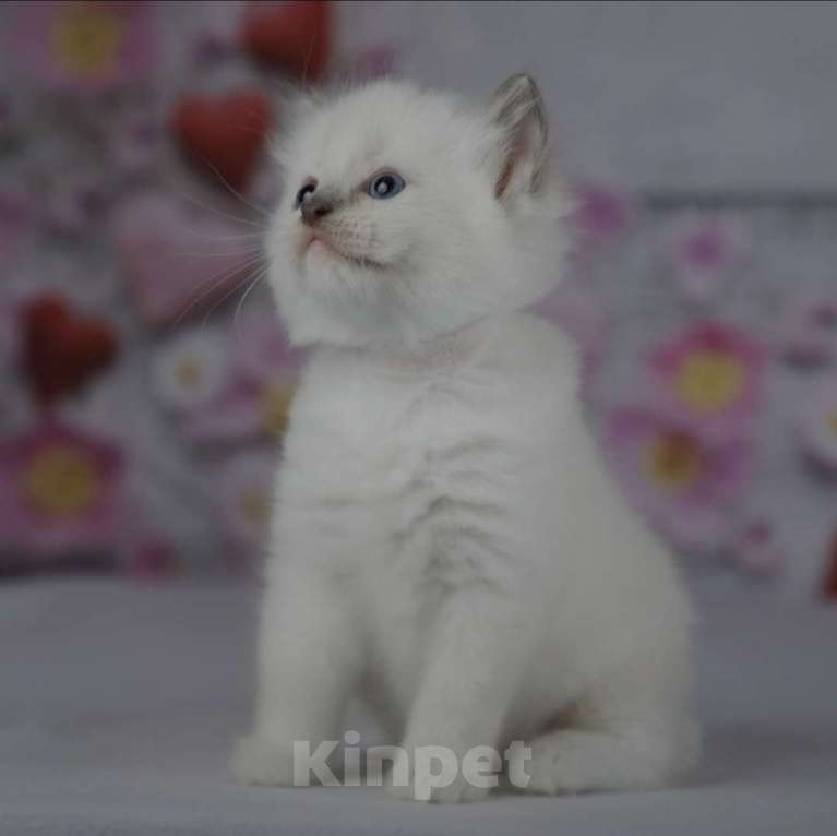 Кошки в Москве: Рэгдолл девочка с серым носиком Девочка, 30 000 руб. - фото 3