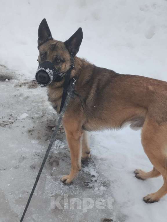 Собаки в других городах Ленинградской области: Верный и ласковый Мальчик, Бесплатно - фото 5