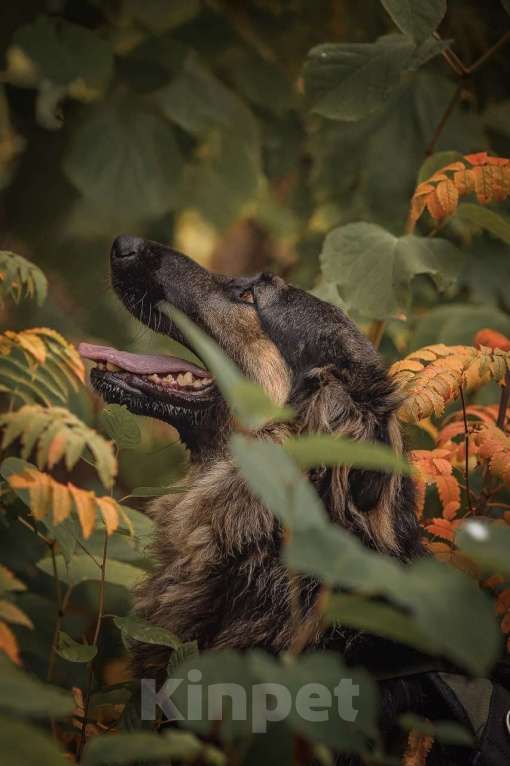 Собаки в Москве: Балу собака из приюта ищет дом Мальчик, Бесплатно - фото 5
