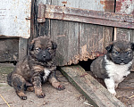 Собаки в Воронеже: Щеночек Мальчик, 1 руб. - фото 3