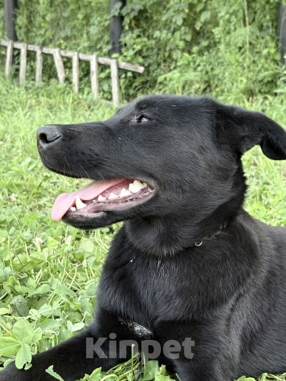 Собаки в других городах Краснодарского края: Уникальный щенок «ризеновчарик» мальчик Люк Мальчик, 1 000 руб. - фото 3