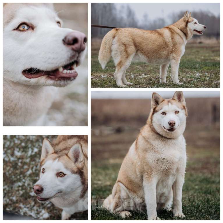 Собаки в Домодедово: В ДОБРЫЕ РУКИ  Девочка, Бесплатно - фото 3