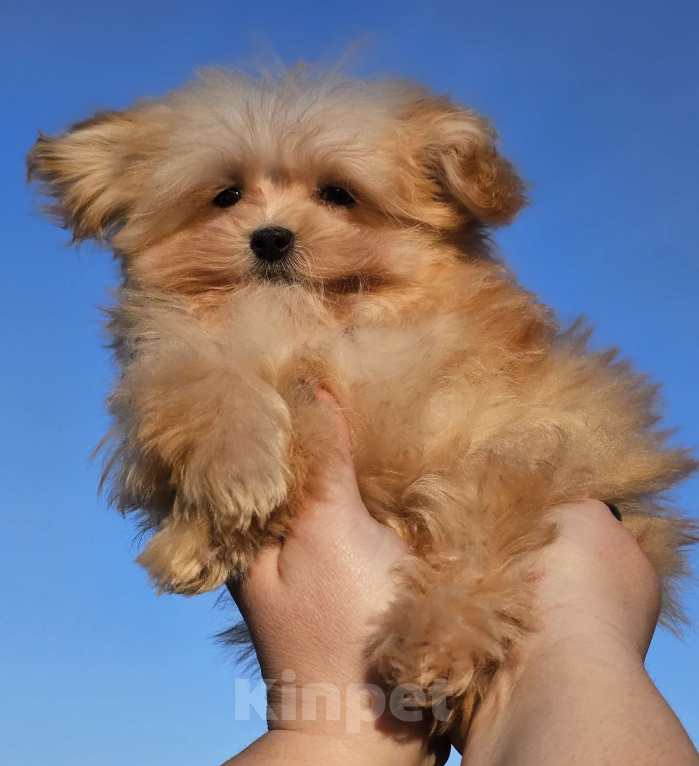 Собаки в Москве: Мальтипу мальчик F1 Мальчик, 70 000 руб. - фото 4