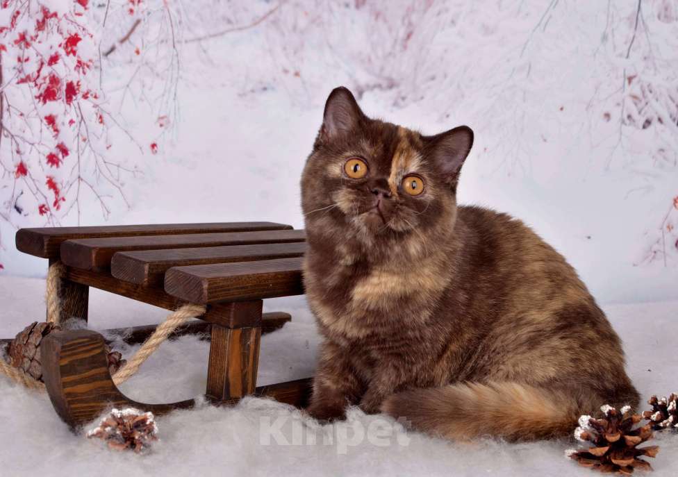 Кошки в Санкт-Петербурге: Британская кошечка шоколадного черепахового окраса Девочка, 45 000 руб. - фото 1