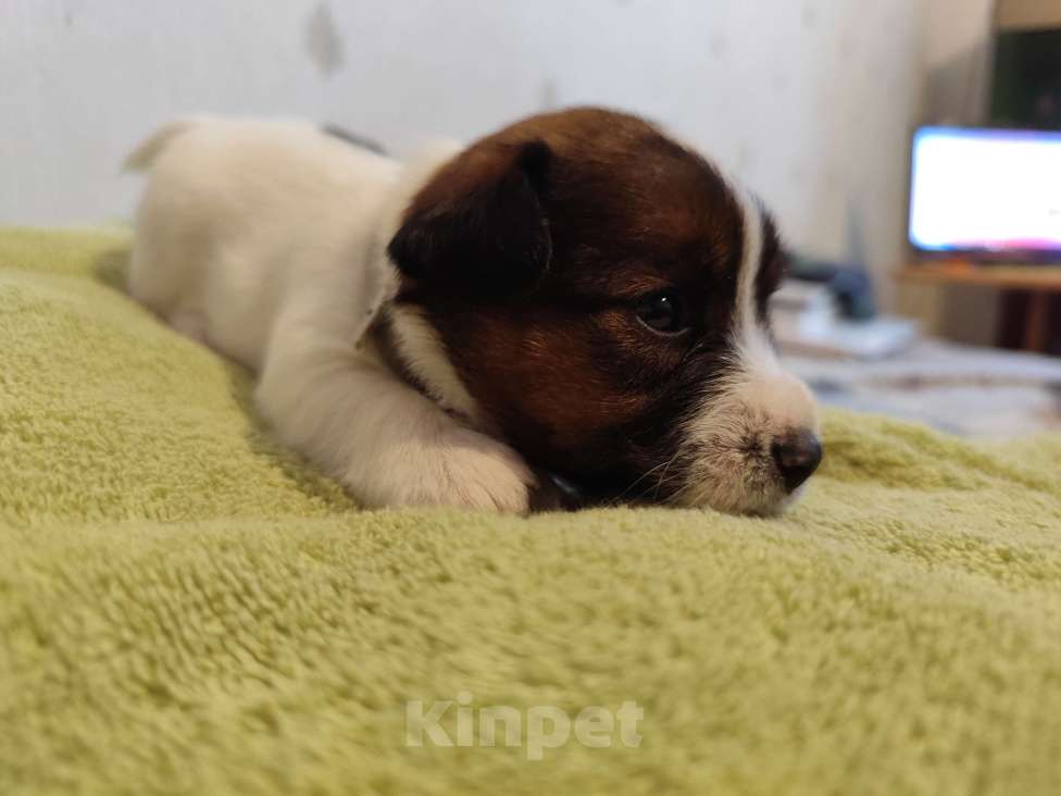 Собаки в Калининграде: Щенки джек рассел терьера Мальчик, 70 000 руб. - фото 1