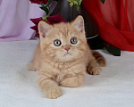 Кошки в Санкт-Петербурге: Британский солнечный котик  Мальчик, 40 000 руб. - фото 2
