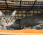 Кошки в Москве: Обаятельная кошка Риччи ищет дом, в добрые руки Девочка, Бесплатно - фото 2