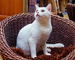 Кошки в Москве: Котик Беляш - белый малыш ищет дом, в дар Мальчик, Бесплатно - фото 8
