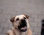 Собаки в Москве: Он покоряет нежностью... Мальчик, 1 руб. - фото 9