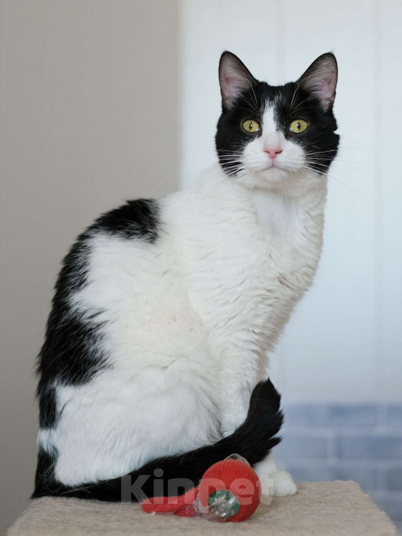 Кошки в Санкт-Петербурге: Бонифаций из приюта в добрые руки Мальчик, Бесплатно - фото 1