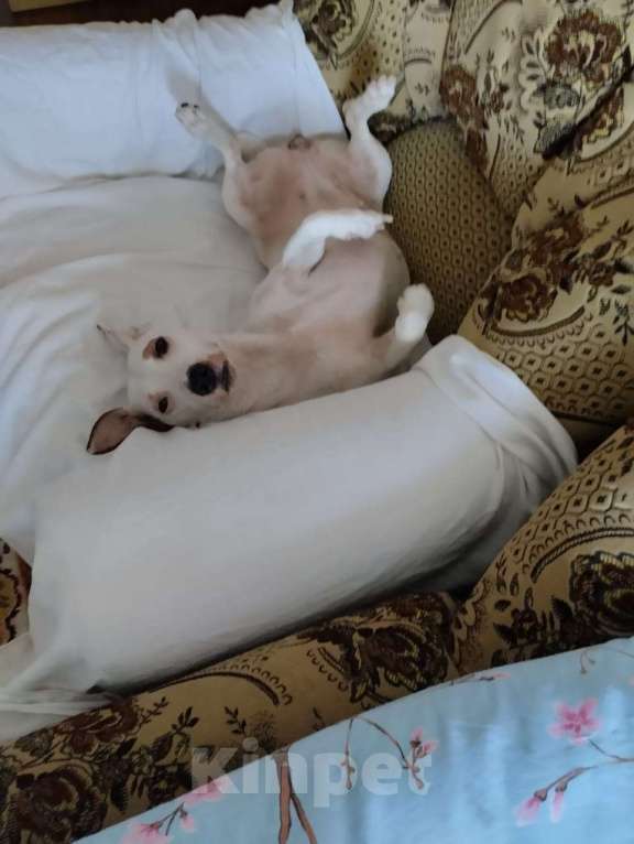 Собаки в Чехове: Отдаю в добрые руки Девочка, Бесплатно - фото 2