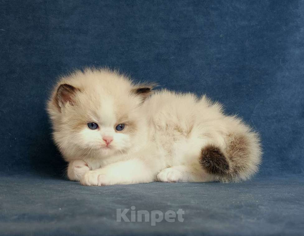 Кошки в Санкт-Петербурге: Мальчик рэгдолл Мальчик, 80 000 руб. - фото 2