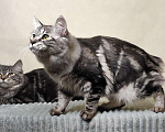 Кошки в Ливны: Котята курильского бобтейла, 10 000 руб. - фото 2