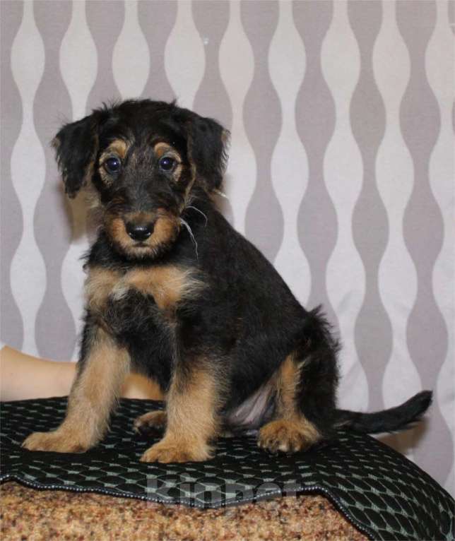 Собаки в Воронеже: Эрдельтерьер Истина  Девочка, 50 000 руб. - фото 2