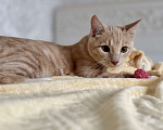 Кошки в Красноярске: 🆘ПОТЕРЯЛСЯ КОТИК! 🐈  Мальчик, 10 000 руб. - фото 6