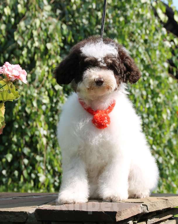 Собаки в Воронеже: Щенок Пуделя арлекин Мальчик, 90 000 руб. - фото 4