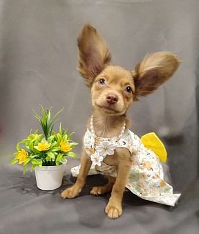 Девочка тоечка