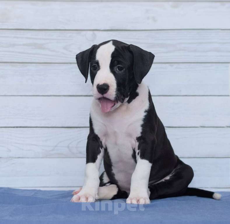 Собаки в Санкт-Петербурге: Мощная и крутая девочка амстаффа Девочка, 1 руб. - фото 7