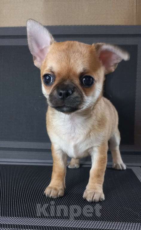 Собаки в Новосибирске: Чихуахуа рыжая Львичка. Девочка, 35 000 руб. - фото 6