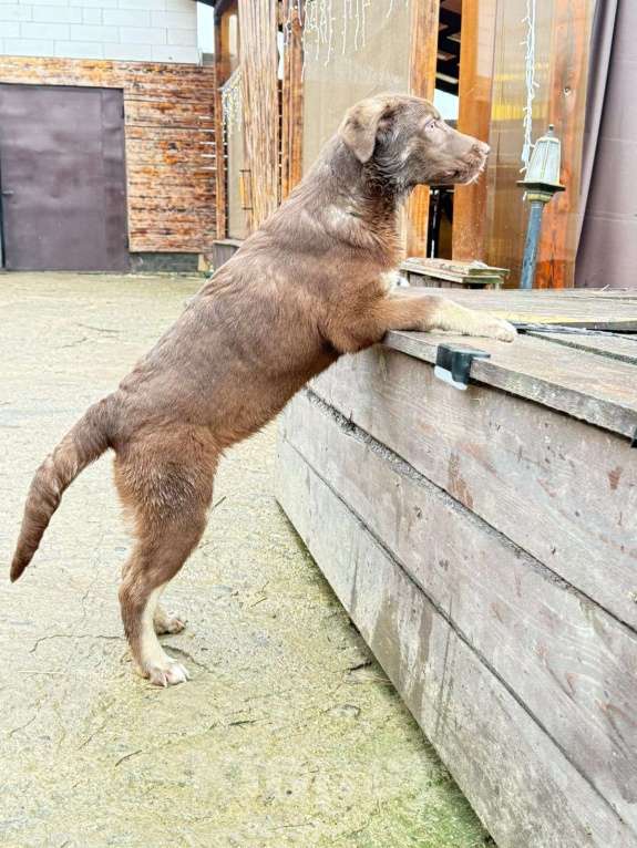 Собаки в других городах Владимирской области: Красивый щенок Маруся в добрые руки Девочка, Бесплатно - фото 2