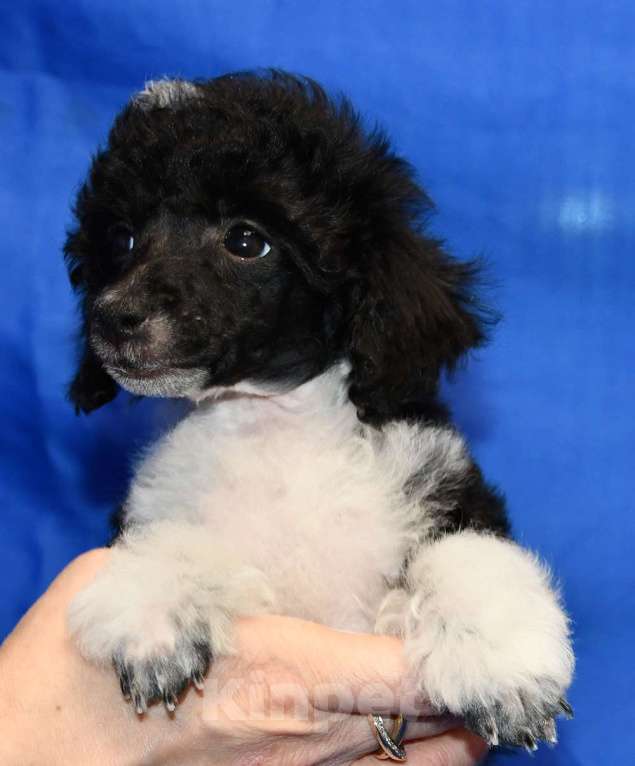 Собаки в Долгопрудном: ТОЙ ПУДЕЛЬ арлекин ДЖЕНТЛИ БОРН ПЕРЧИ Мальчик, 120 000 руб. - фото 4