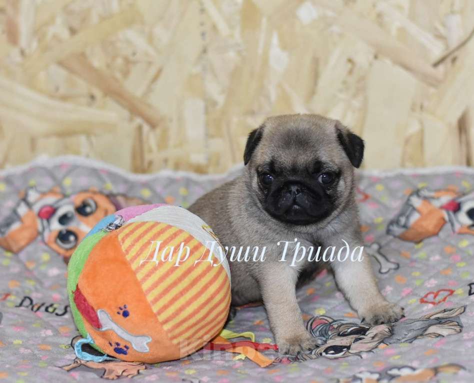 Собаки в Москве: Дар Души Триада Девочка, 50 000 руб. - фото 3