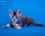 Кошки в других городах Карелии: Котенок мейн-кун девочка Девочка, 45 000 руб. - фото 2