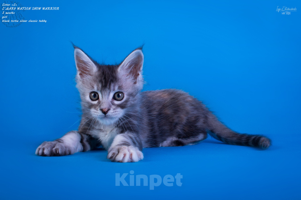 Кошки в других городах Карелии: Котенок мейн-кун девочка Девочка, 45 000 руб. - фото 2