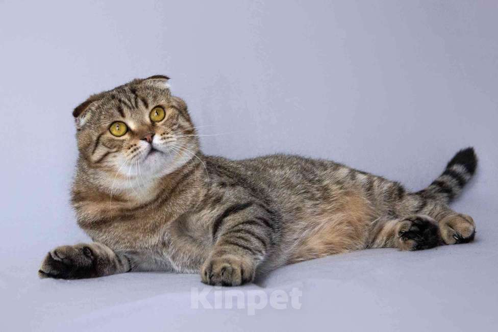 Кошки в Москве: Благородный добряк — кот Сигизмундий Мальчик, Бесплатно - фото 7