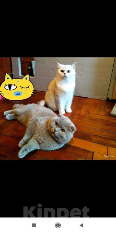 Кошки в Кузнецке-8: Шотландский кот для вязки!!!, 2 000 руб. - фото 1