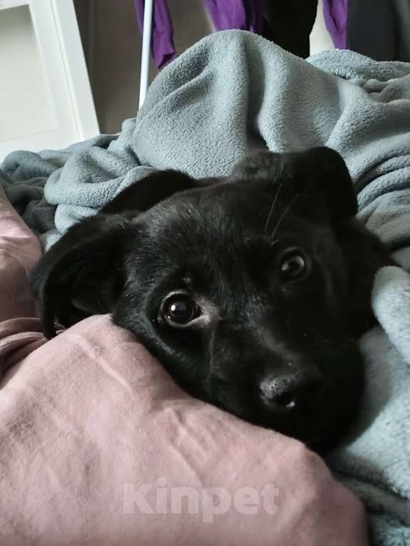 Собаки в Твери: Лабрадор в добрые руки Девочка, Бесплатно - фото 1