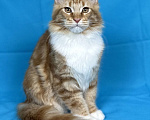 Кошки в Дедовске: Мейн-кун кот Федот Мальчик, 45 000 руб. - фото 8