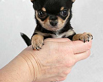 Собаки в Люберцах: Чихуахуа мини Мальчик, 35 000 руб. - фото 4