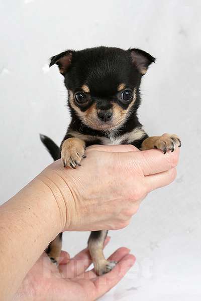 Собаки в Люберцах: Чихуахуа мини Мальчик, 35 000 руб. - фото 4