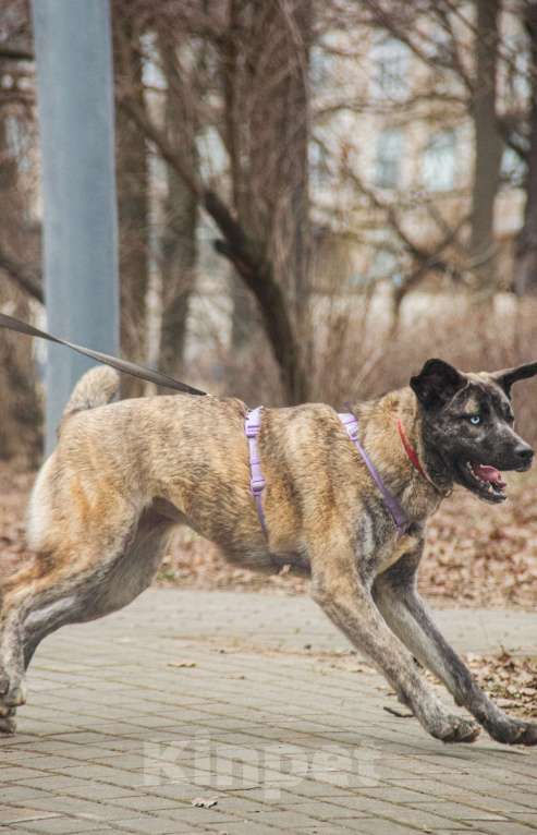 Собаки в Москве: Лика Девочка, Бесплатно - фото 8