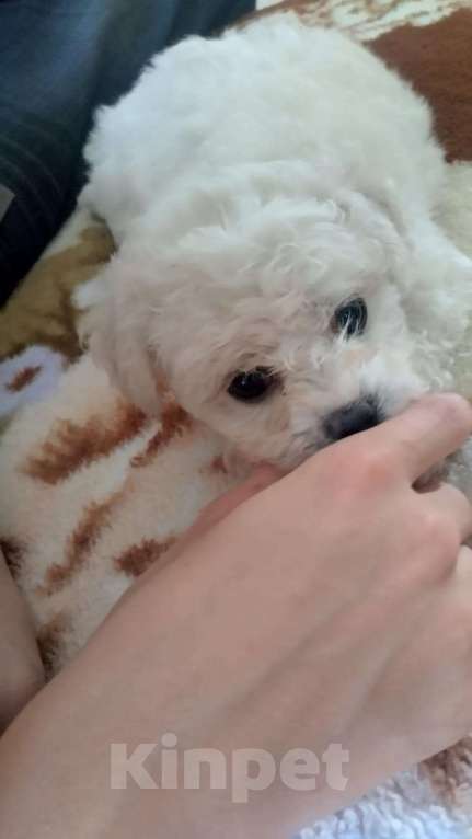 Собаки в Пятигорске: Бишон фризе продаётся девочка Девочка, 50 000 руб. - фото 3