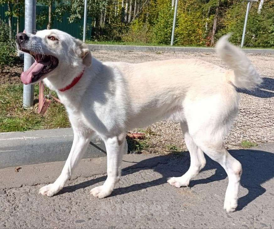 Собаки в Москве: Молодой гиперактивный пес Эпик ищет любящих хозяев Мальчик, Бесплатно - фото 3