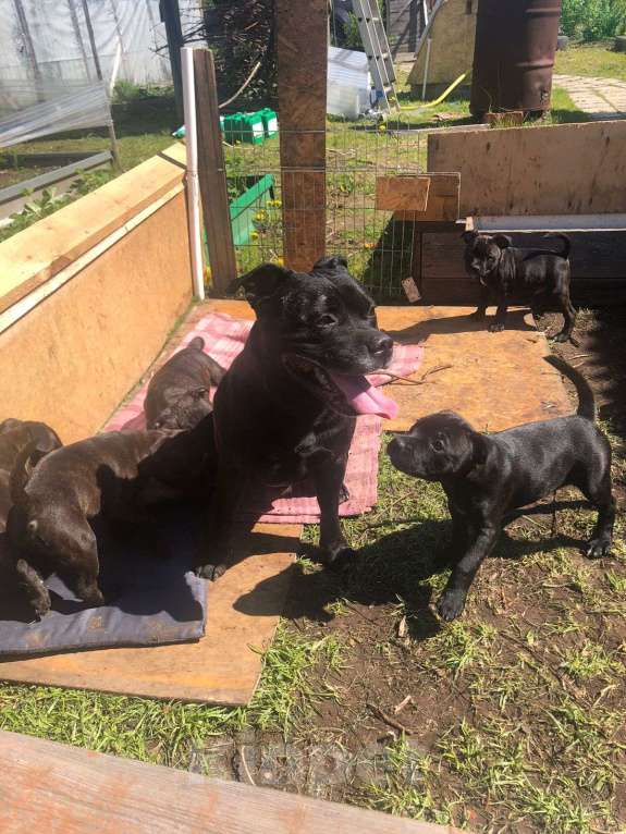 Собаки в Санкт-Петербурге: Щенки Английский стаффордширский бультерьер Мальчик, 35 000 руб. - фото 8