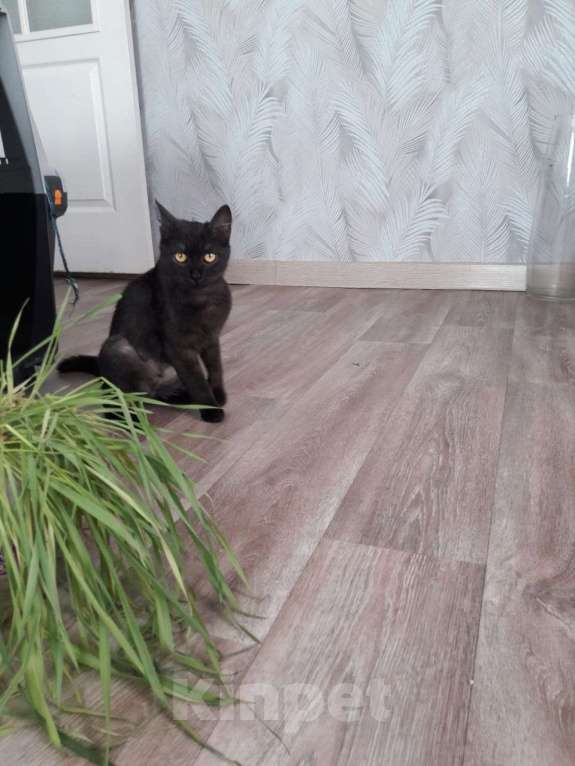 Кошки в Новосибирске: Кошка Девочка, Бесплатно - фото 2