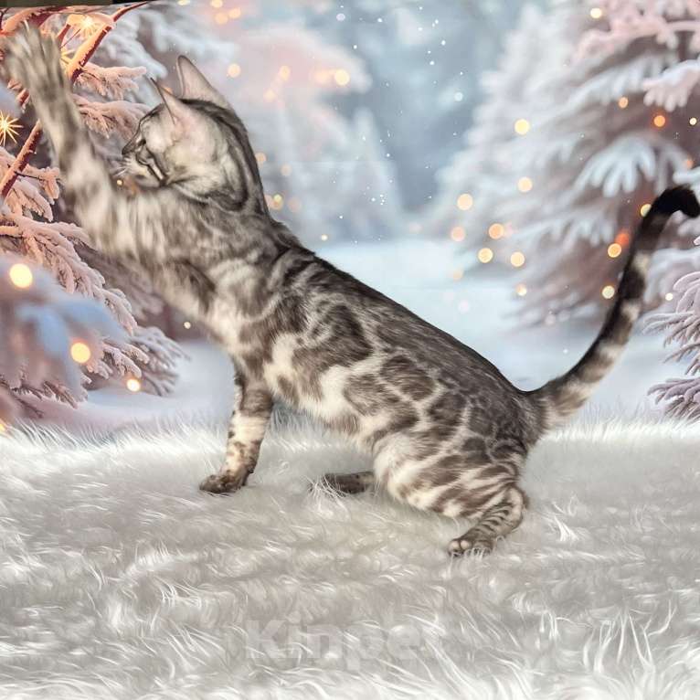 Кошки в Москве: Бенгальский котёнок серебро уголь Мальчик, Бесплатно - фото 7