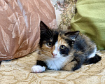 Кошки в Москве: Котенок Алиса ищет дом Девочка, Бесплатно - фото 2