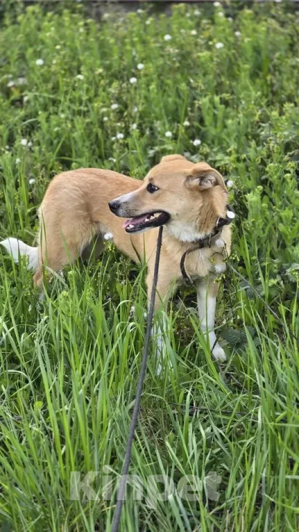 Собаки в Новороссийске: отдамся в добрые руки Девочка, 99 руб. - фото 3