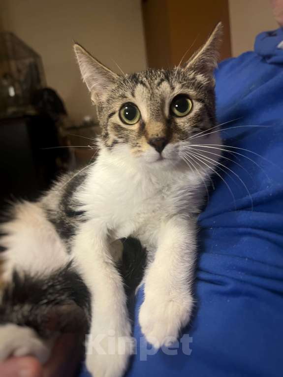 Кошки в Москве: Котёнок Лексус Мальчик, Бесплатно - фото 4