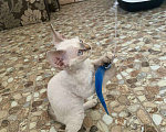 Кошки в Краснодаре: Беладжио  Мальчик, 45 000 руб. - фото 2