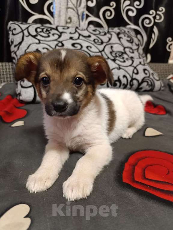 Собаки в Воскресенске: Щенок в добрые руки. Девочка, Бесплатно - фото 1