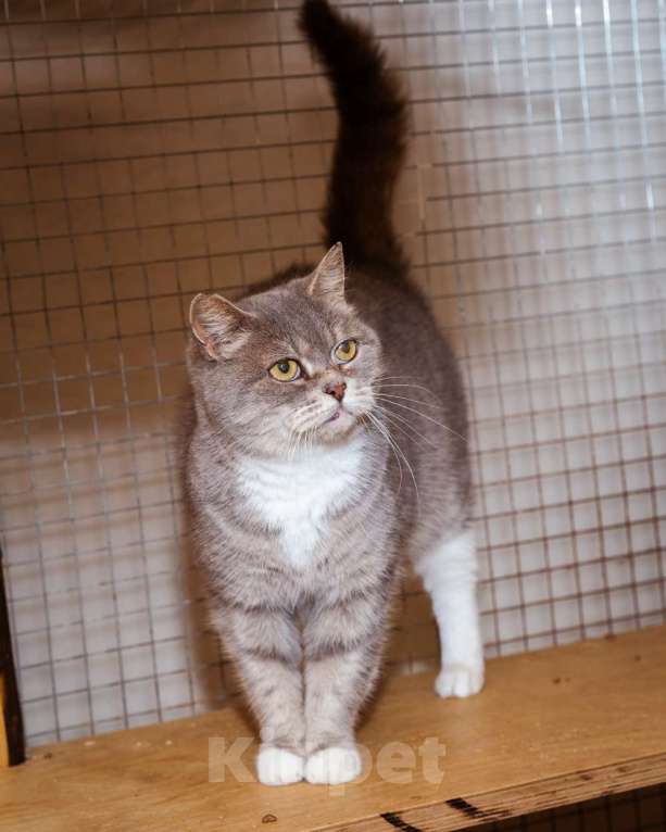 Кошки в Москве: Кошка в добрые руки! Девочка, Бесплатно - фото 5