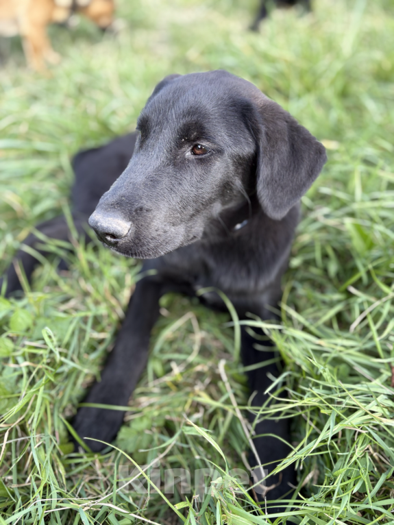 Собаки в других городах Краснодарского края: Уникальный щенок «ризеновчарик» мальчик Вудди Мальчик, 1 000 руб. - фото 8