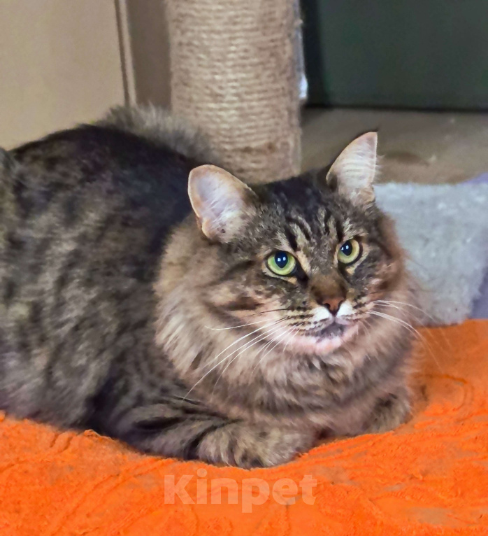 Кошки в Москве: Ласковая кошечка Анфиса ищет семью Девочка, Бесплатно - фото 2