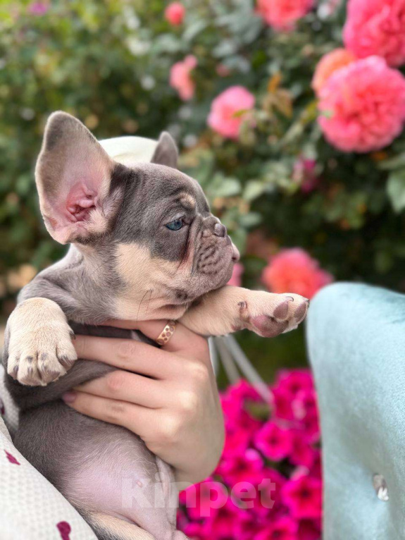 Собаки в Москве: Французский бульдог  Мальчик, 100 000 руб. - фото 9